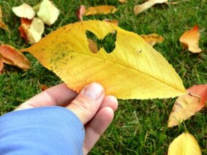 Thanksgiving-leaf-craft